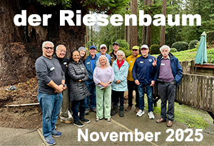 dr_November_2025 November 2025 der Riesenbaum